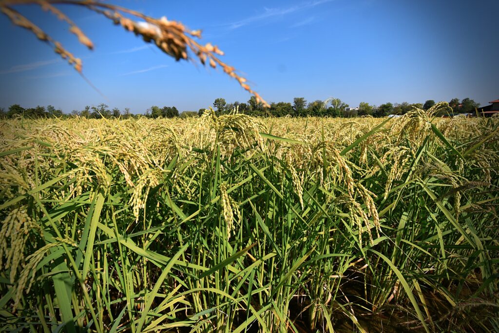 ryža z Lombardie
